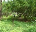 Land for sale in Siolim 